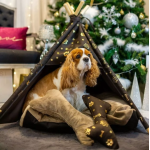 TeePee stan Golden dog 87 x 87 x 118 cm - L zlaté labky